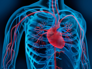 Abbildung des Herz-Kreislaufsystems des Menschen