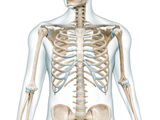 Skelettsystem mit Knochen des menschlichen Oberkörpers