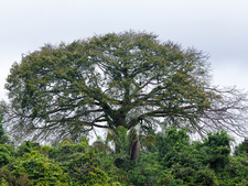 Paranuss-Baum (Bertholletia Excelsa)