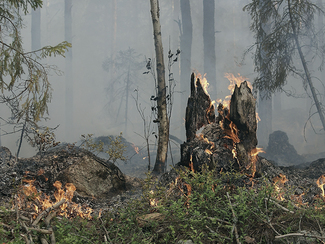 Brennendes Holz und Unterholz in einem Wald