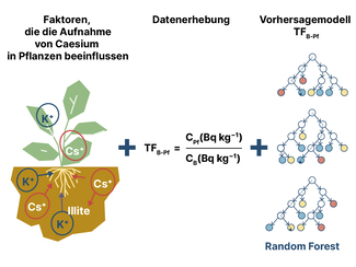 Grafik zu Forschung Caesium-Aufnahme in Pflanzen