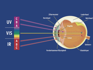 Querschnitt durch das menschliche Auge, die Pfeile kennzeichnen die Durchlässigkeit für optische Strahlung